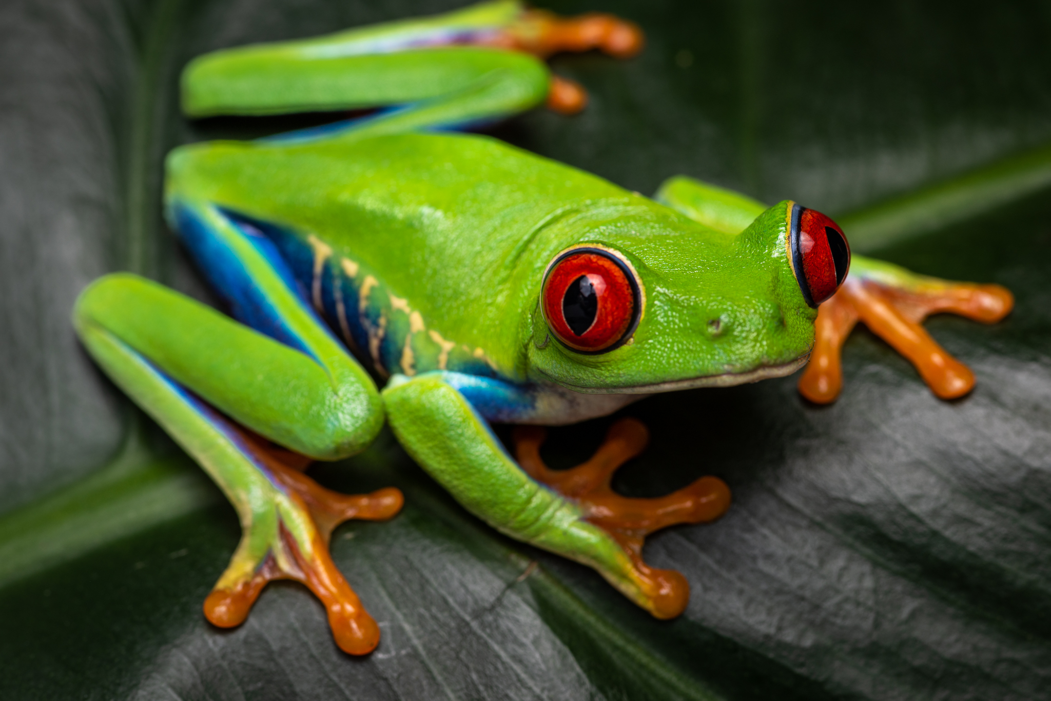 Red-Toed Tree Frog